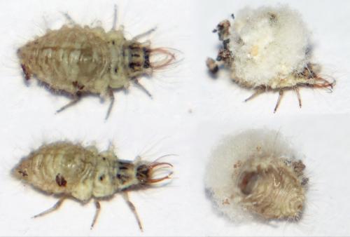 Pseudomallada sp.