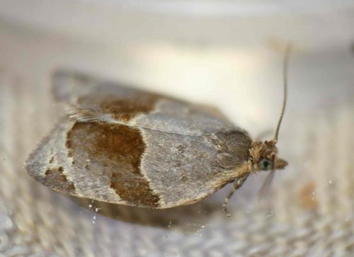 Clepsis dumicolana