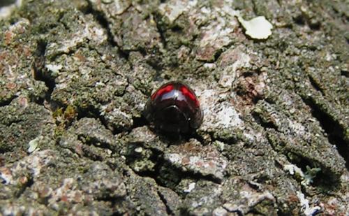 Réf. 232 425 : Chilocorus bipustulatus