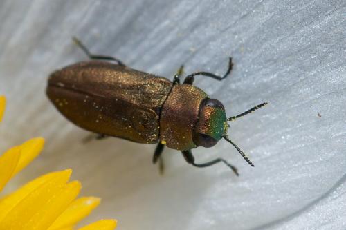 Réf. 232 650 : Anthaxia mendizabali