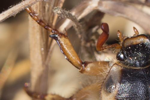 Amphimallon pygiale