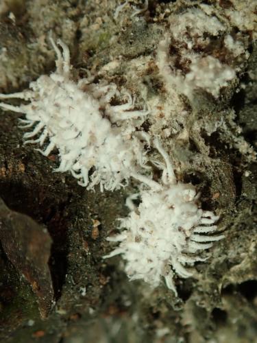 Cryptolaemus montrouzieri