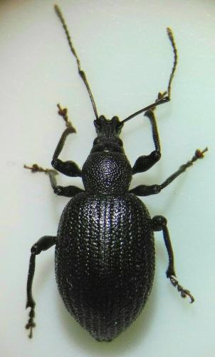 Réf. 232 139 : Otiorhynchus meridionalis