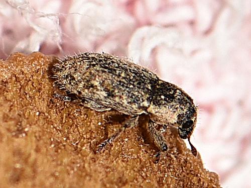 Microlarinus lypriformis