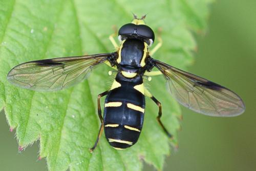 Philhelius pedissequus