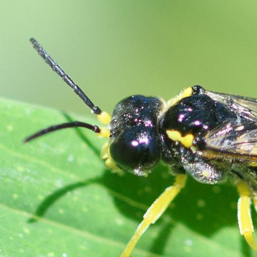 Zonuledo zonula