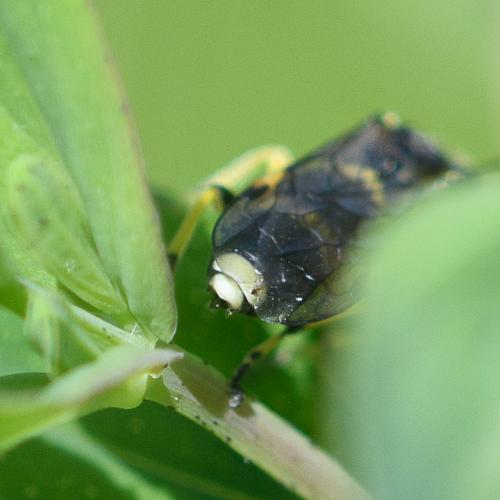 Zonuledo zonula