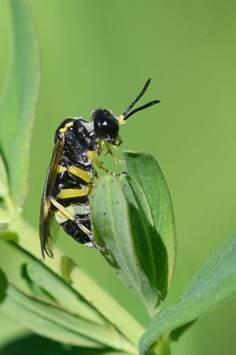 Zonuledo zonula