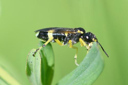 Zonuledo zonula