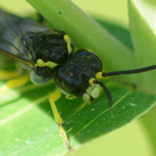 Zonuledo zonula