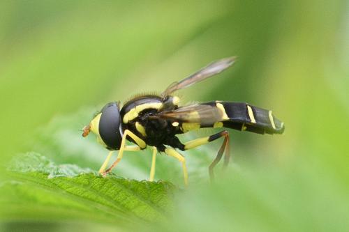 Xanthogramma pedissequum