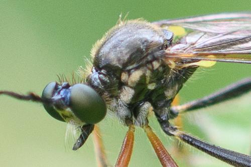 Dioctria rufipes