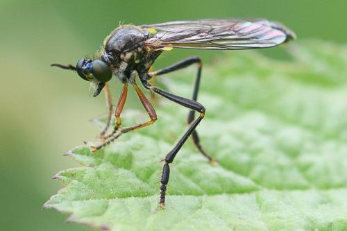 Dioctria rufipes