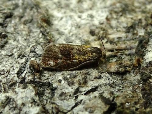 Réf. 232 815 : Ptycholoma lecheana