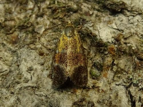Réf. 232 816 : Ptycholoma lecheana