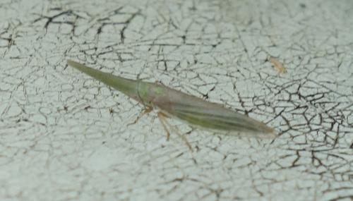 Réf. 232 162 : Paradorydium paradoxum