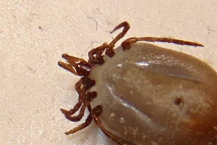 Réf. 232 609 : Ixodes acuminatus