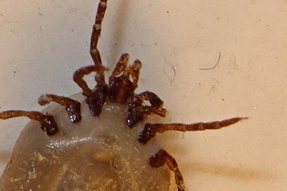 Réf. 232 608 : Ixodes acuminatus