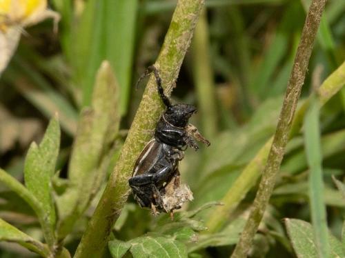 Réf. 232 309 : Iberodorcadion fuliginator