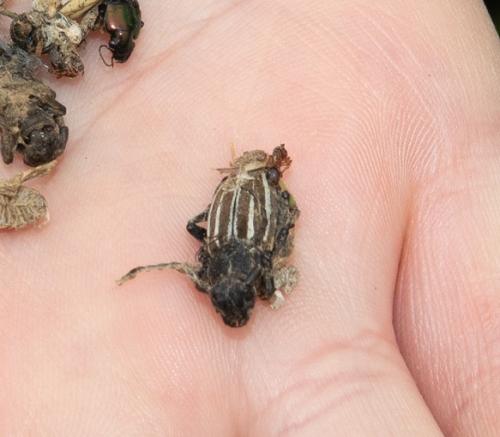 Réf. 232 310 : Iberodorcadion fuliginator