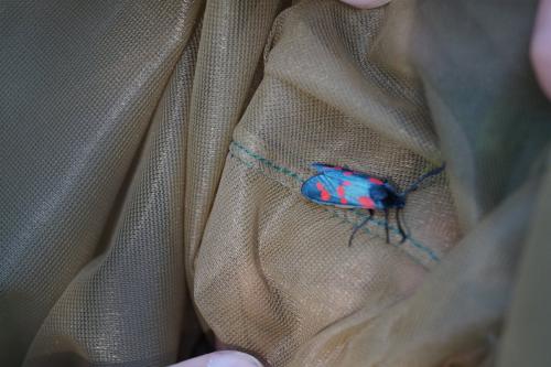Zygaena filipendulae