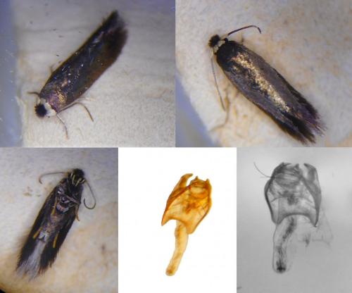 Stigmella samiatella
