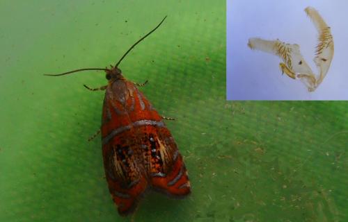 Réf. 232 098 : Olethreutes arcuella