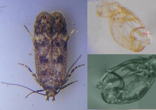 Réf. 232 148 : Bryotropha basaltinella