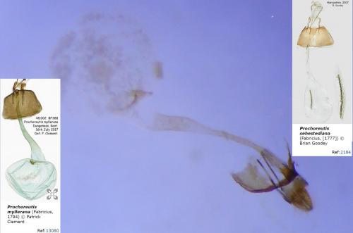 Réf. 232 411 : Prochoreutis myllerana