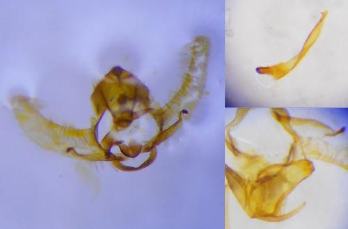 Réf. 232 618 : Cnephasia incertana