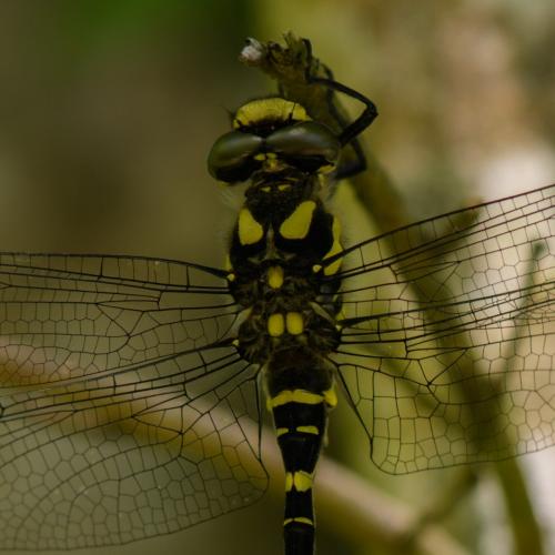 Cordulegaster bidentata