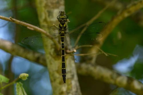 Réf. 232 157 : Cordulegaster bidentata