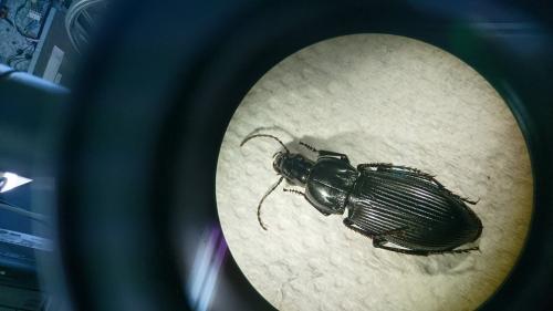 Réf. 232 093 : Poecilus sericeus