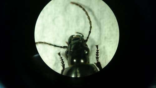 Réf. 232 095 : Poecilus sericeus