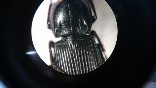 Réf. 232 097 : Poecilus sericeus