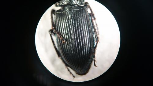Réf. 232 096 : Poecilus sericeus