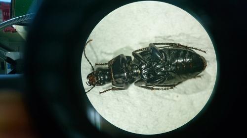 Réf. 232 094 : Poecilus sericeus