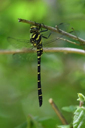 Réf. 232 159 : Cordulegaster bidentata