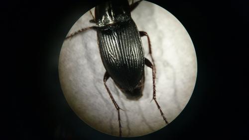 Réf. 232 419 : Calathus fuscipes