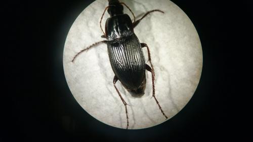 Réf. 232 421 : Calathus fuscipes