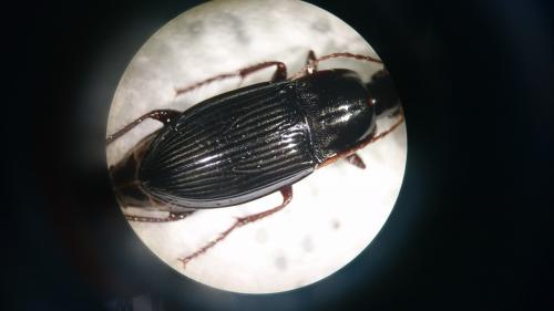 Calathus fuscipes