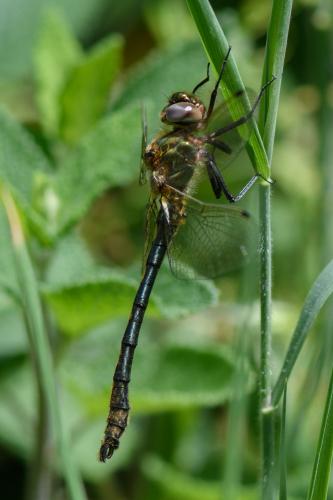 Oxygastra curtisii