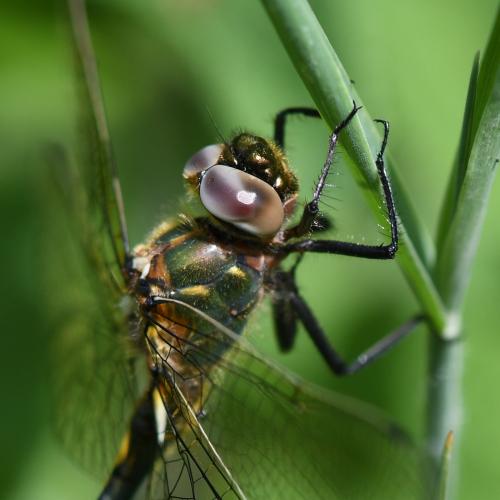 Oxygastra curtisii