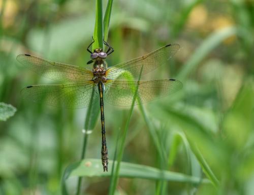 Oxygastra curtisii