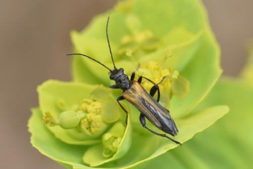 Oedemera simplex