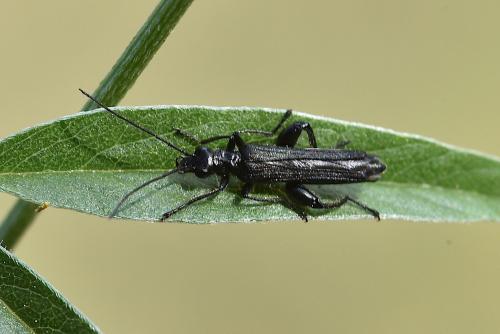Oedemera atrata