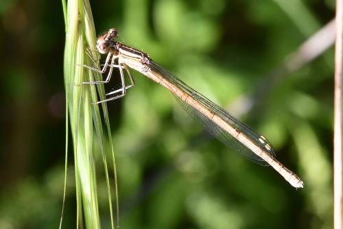 Réf. 232 200 : Platycnemis acutipennis