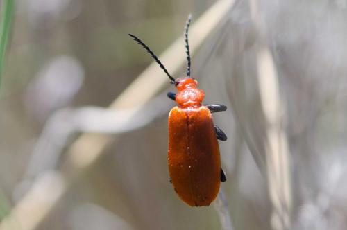 Réf. 232 176 : Pyrochroa serraticornis