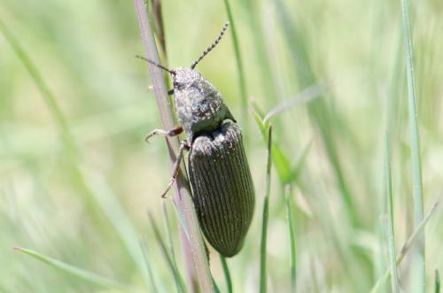 Réf. 232 100 : Selatosomus sp.