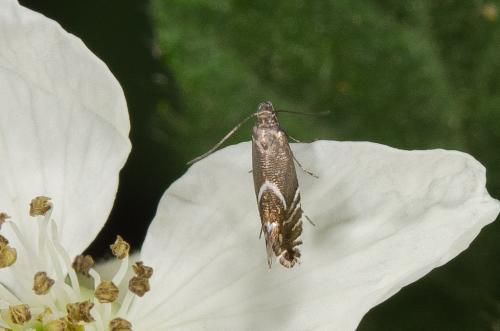Glyphipterix sp.